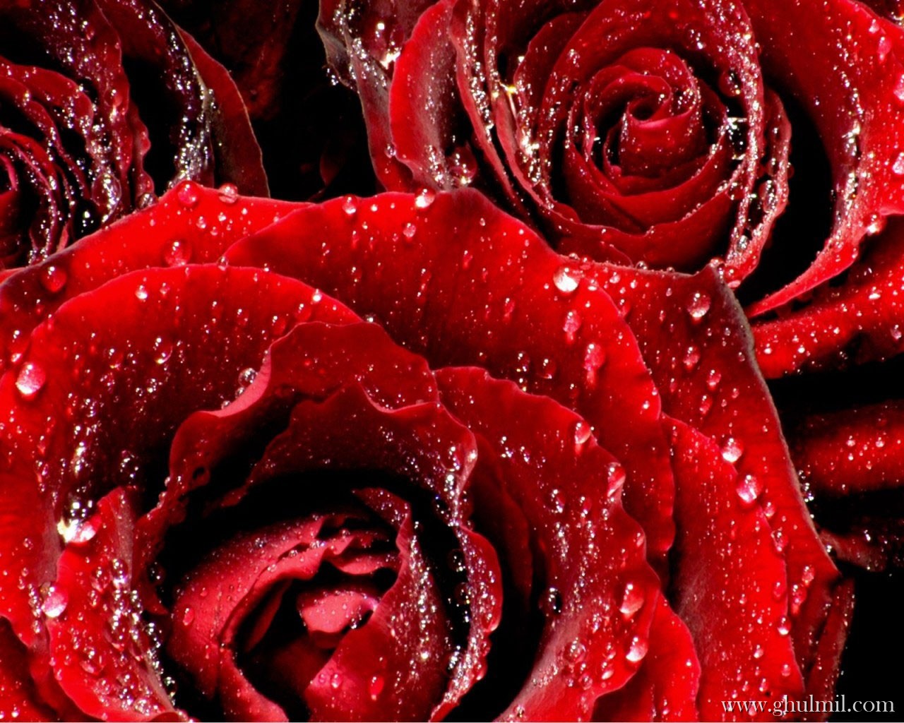 Make2fun Red Roses Most Popular Rose Wallpaper