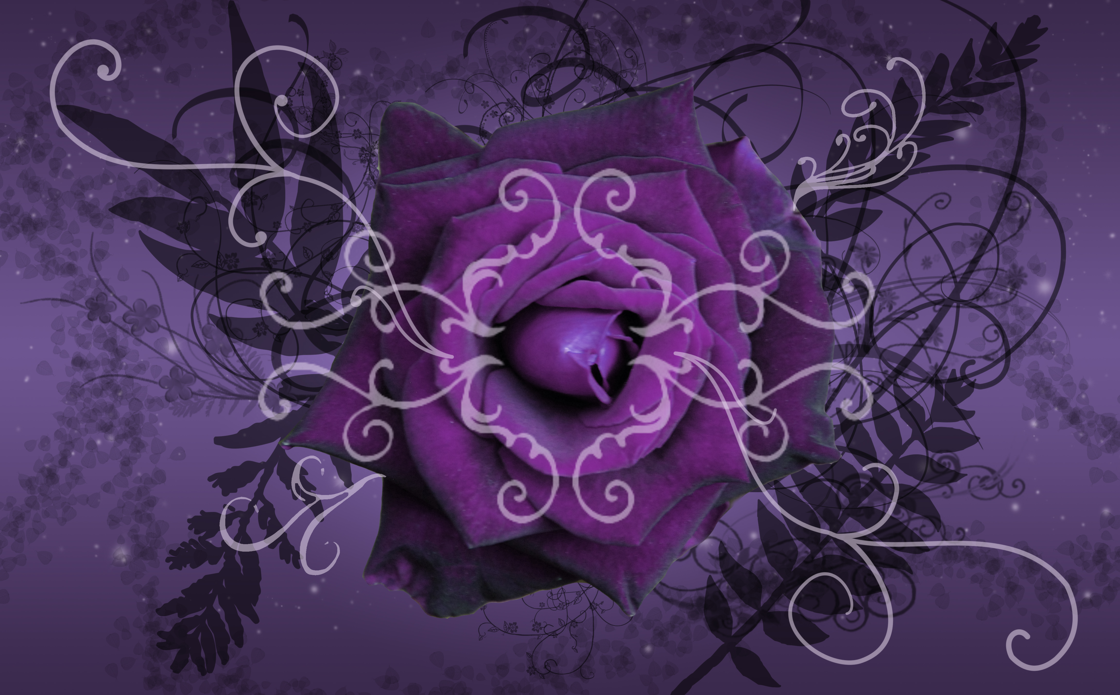Beautyful Flowers Purple Rose Wallpaper