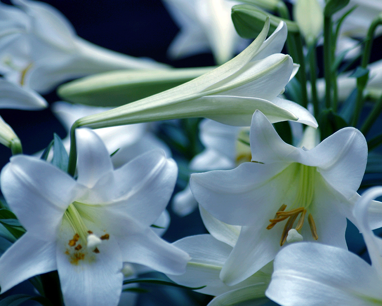 Easter Lily Photo White Trumpet Lilies