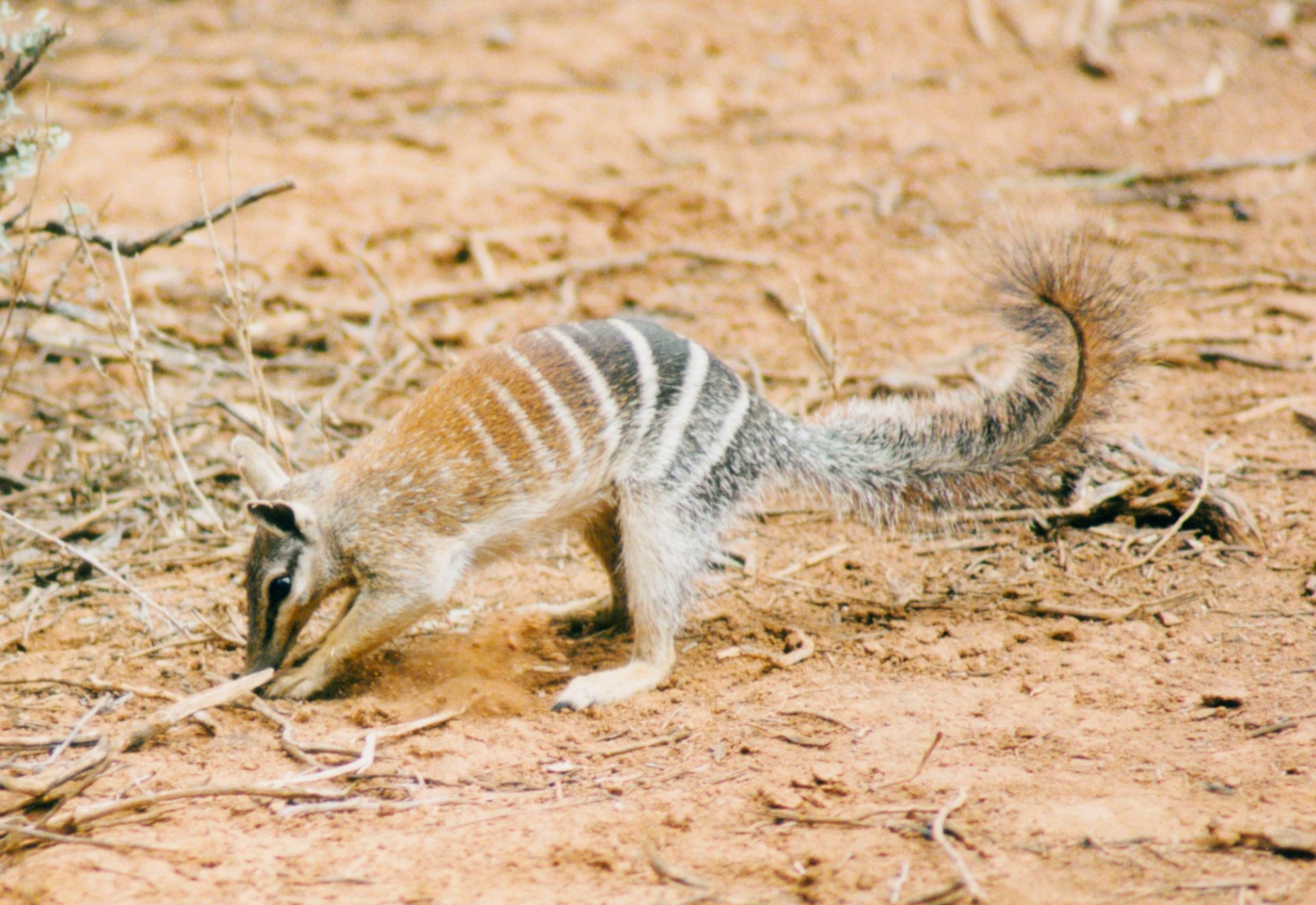 A numbat, also known as a banded anteater, foraging on the ground in its natural habitat
