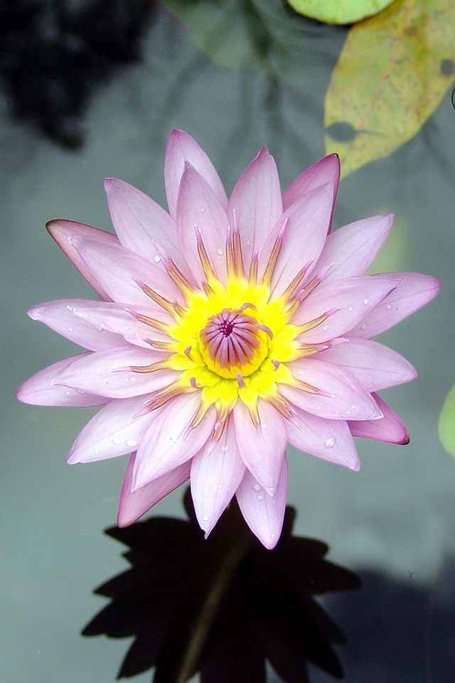 Purple Lotus Flower iPhone Wallpaper