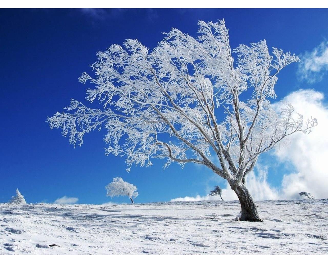 Tree Alone In The Winter 1280 x 1024 Download Close