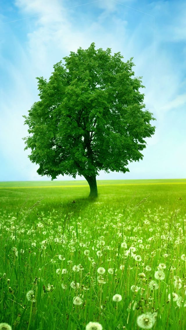 Green Tree and Meadow Wallpaper   Free iPhone Wallpapers