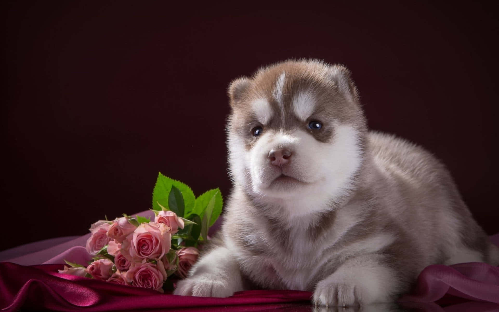 Pink Puppies Wallpaper