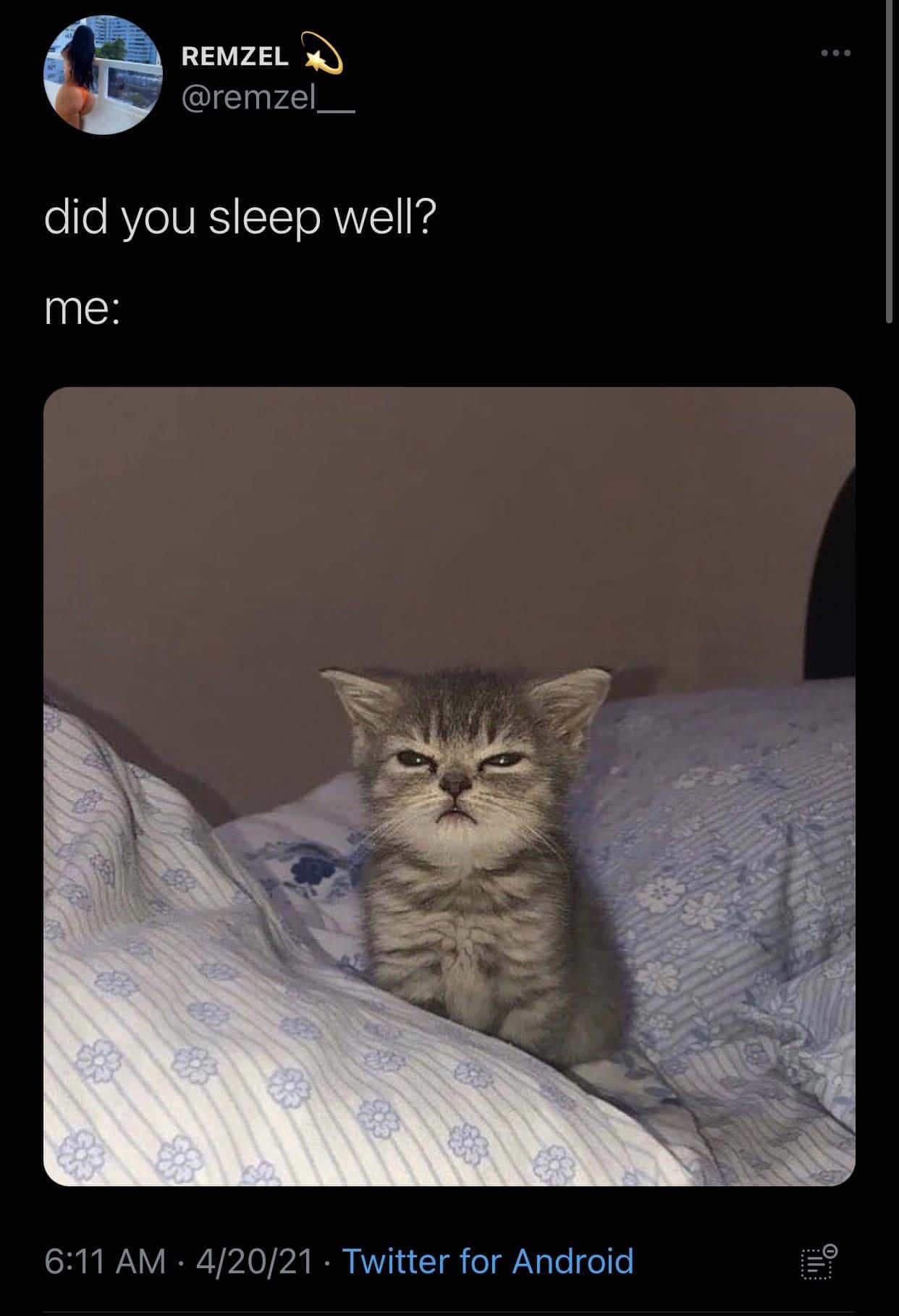 Cat Meme Picture Wallpaper