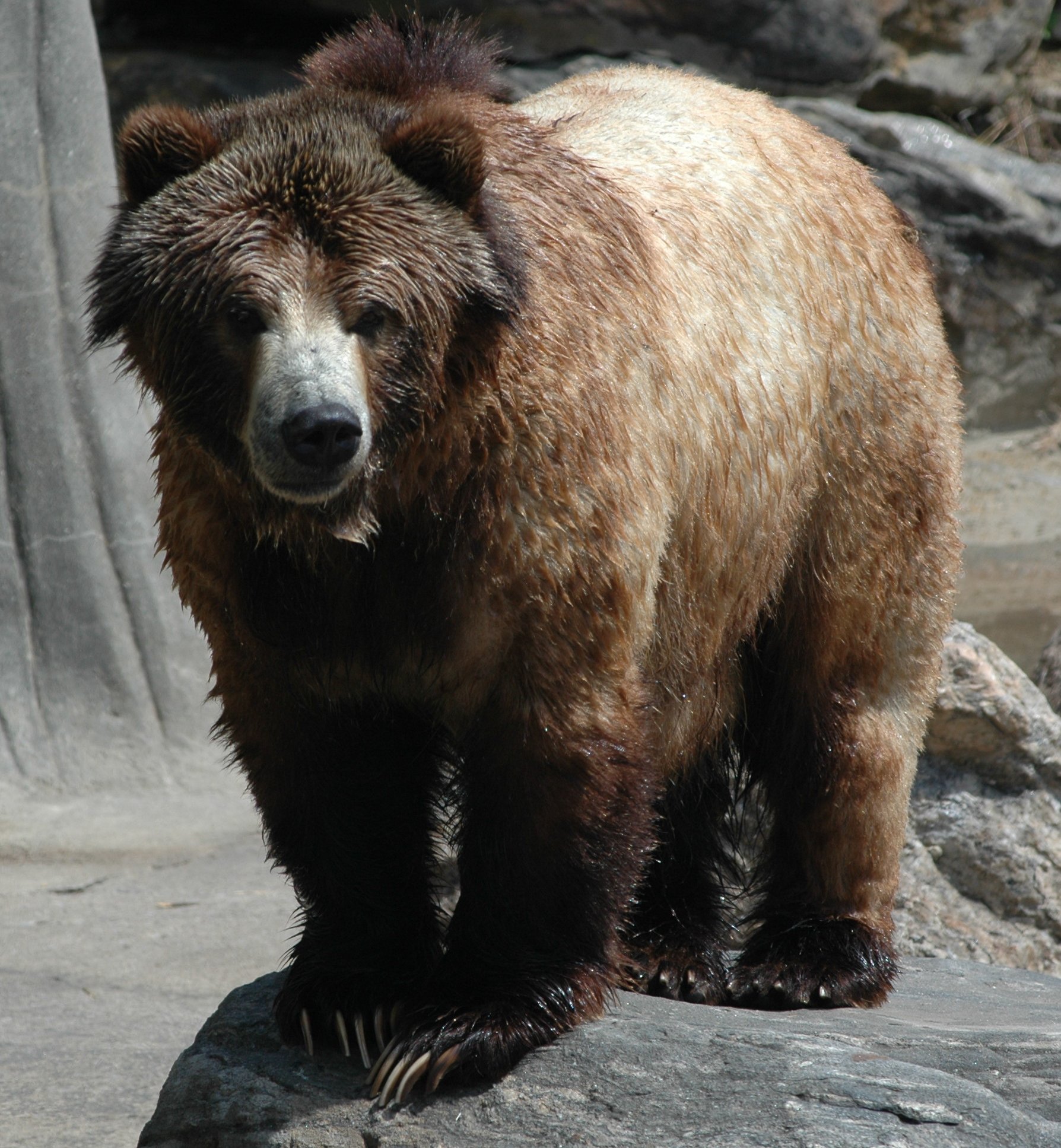 Сибирский бурый медведь