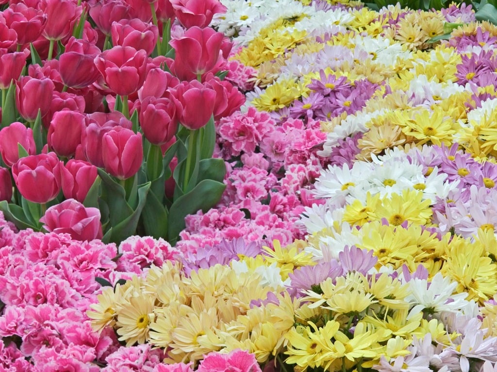   spring flowers download free wallpaper for desktop 1024 x 768jpg 1024x768