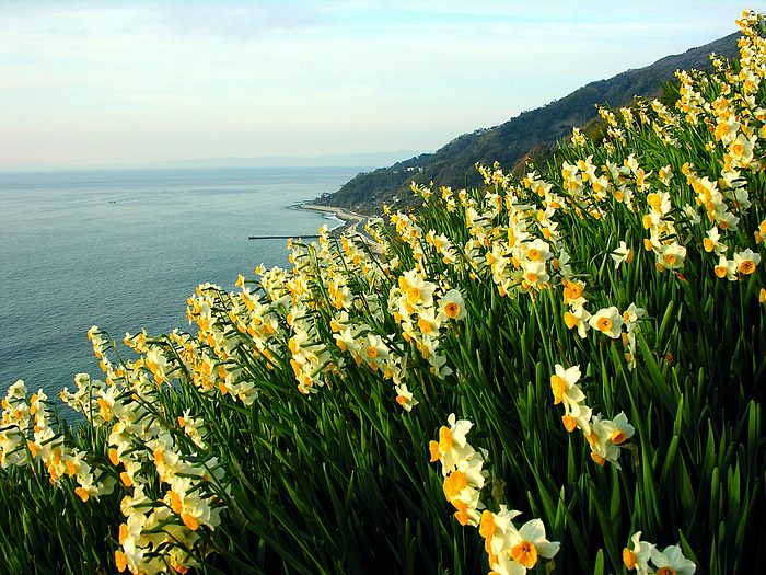 Daffodil Flower HD Wallpaper Yahoo Tv