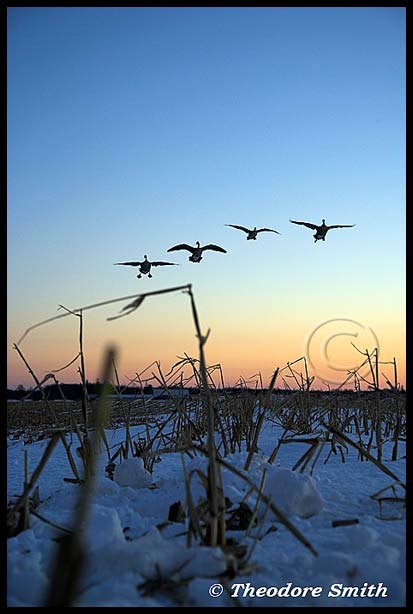 Delta Waterfowl Wallpaper Field Feeding