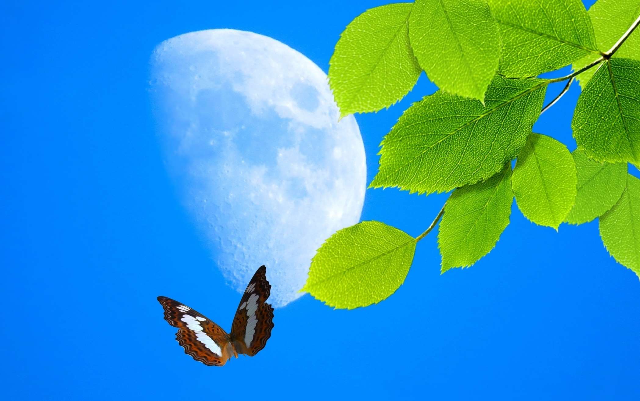 Borboleta Buterfly Folhas Green Lua Moon Nature Monarch
