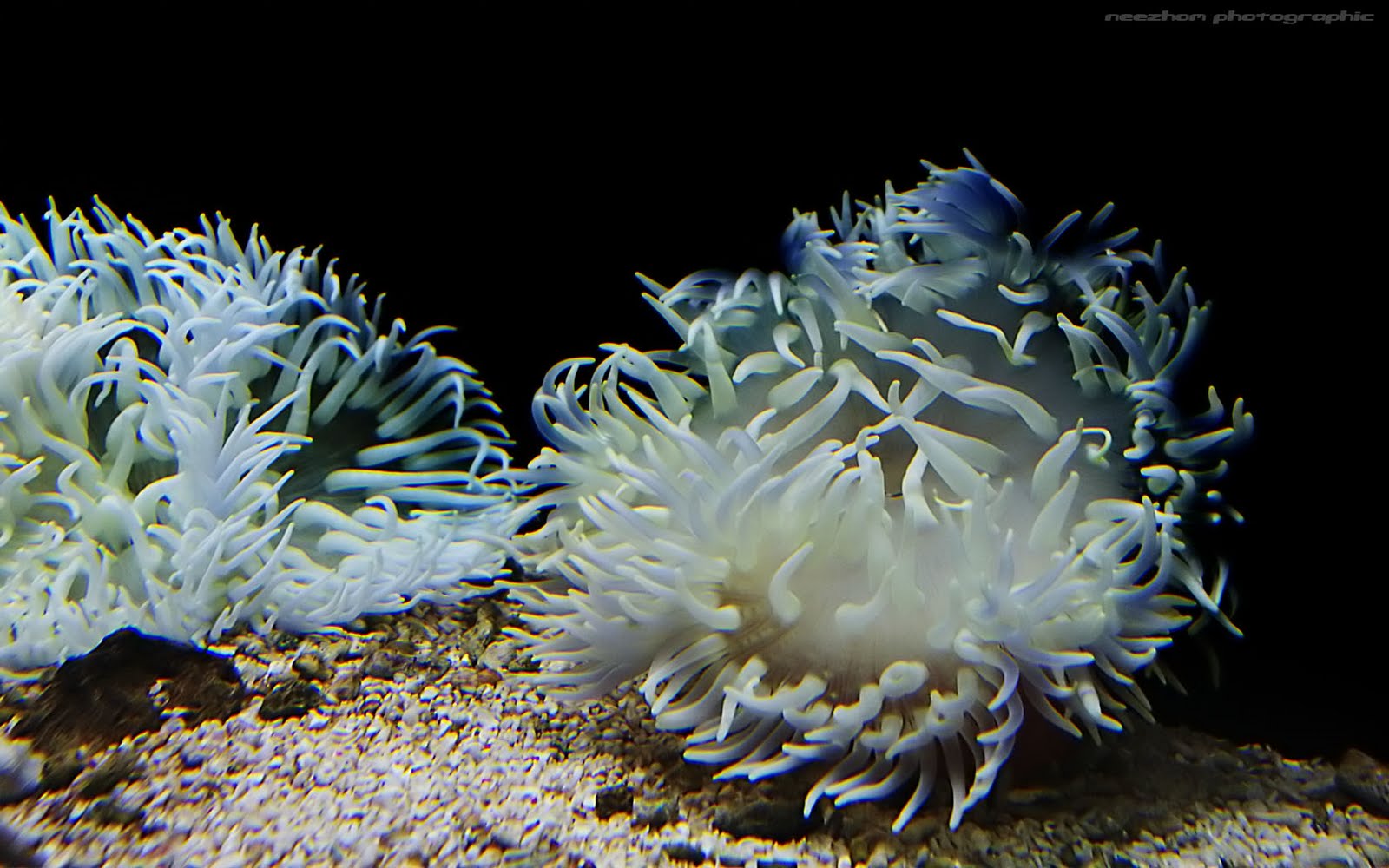 White Blue Sea Anemone