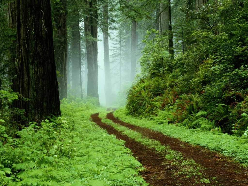 Rain in Forest Wallpaper HD Wallpapers Pictures Images 1024x768