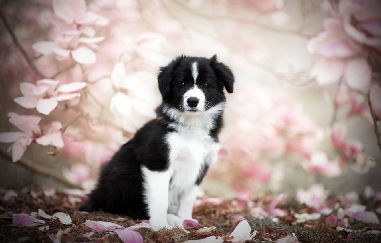 Wallpaper nature dog spring puppy images for desktop section
