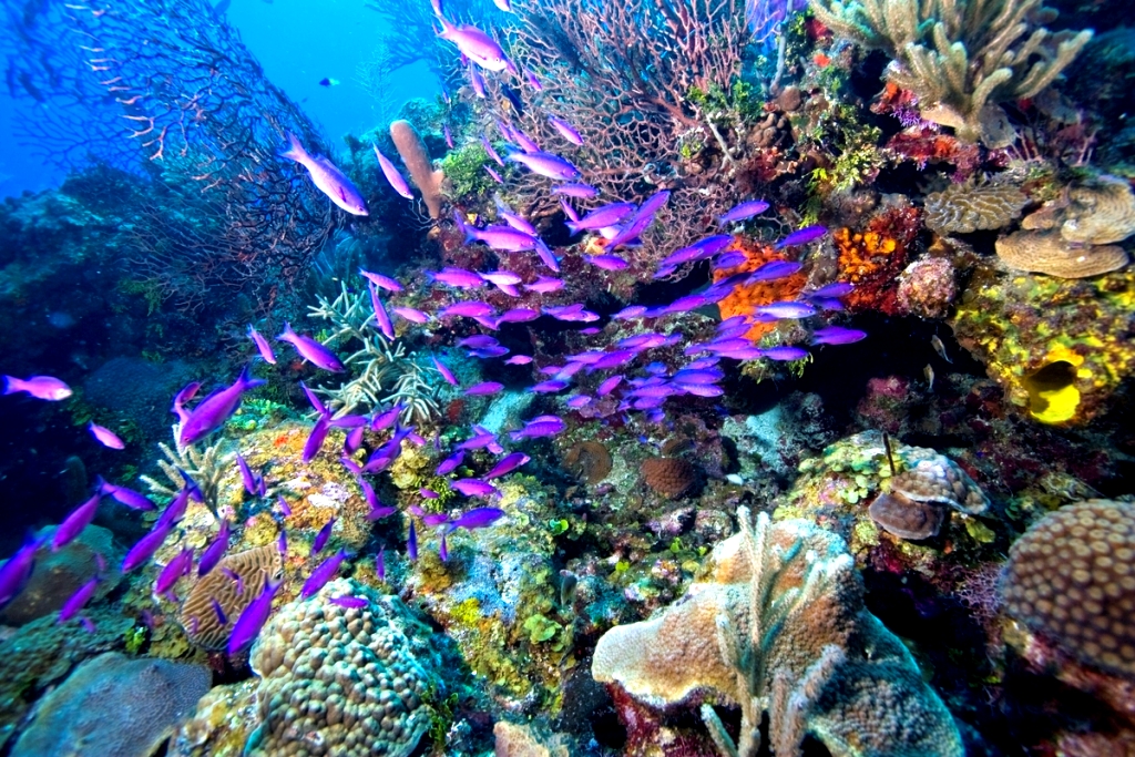 Colorful Coral Reef Wallpaper Movdata