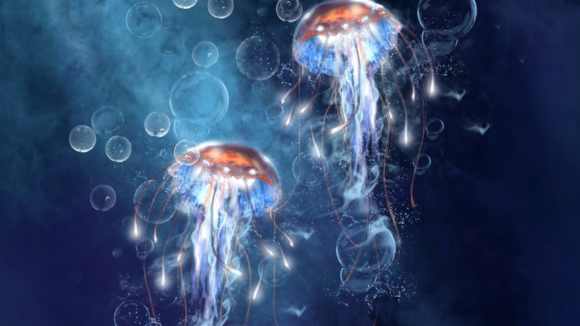On August By Admin Ments Off Box Jellyfish Wallpaper