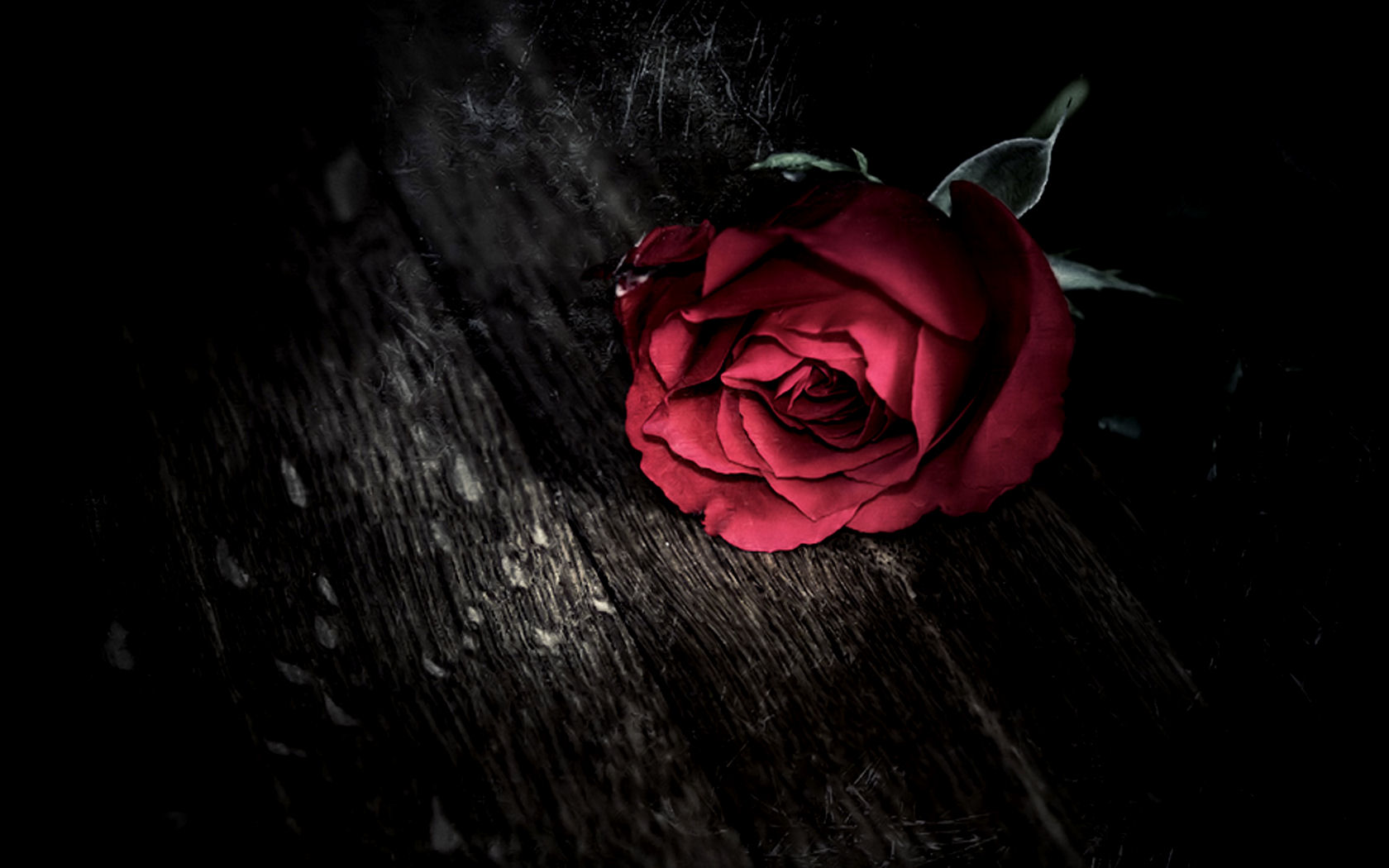 黑玫瑰背景背景图片-黑玫瑰背景背景素材图片-千库网