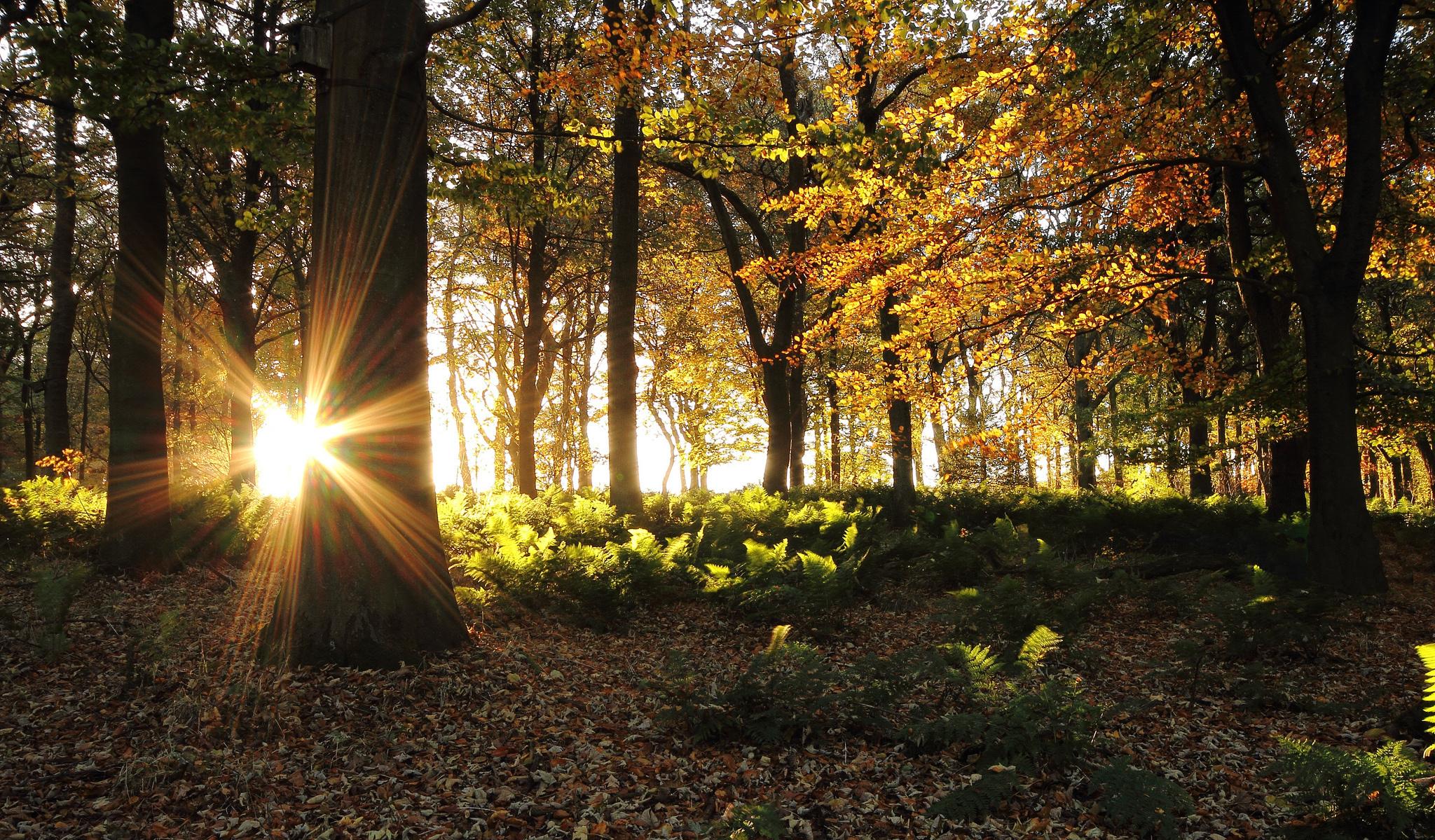 Morning Sun In Fall Forest Wallpaper