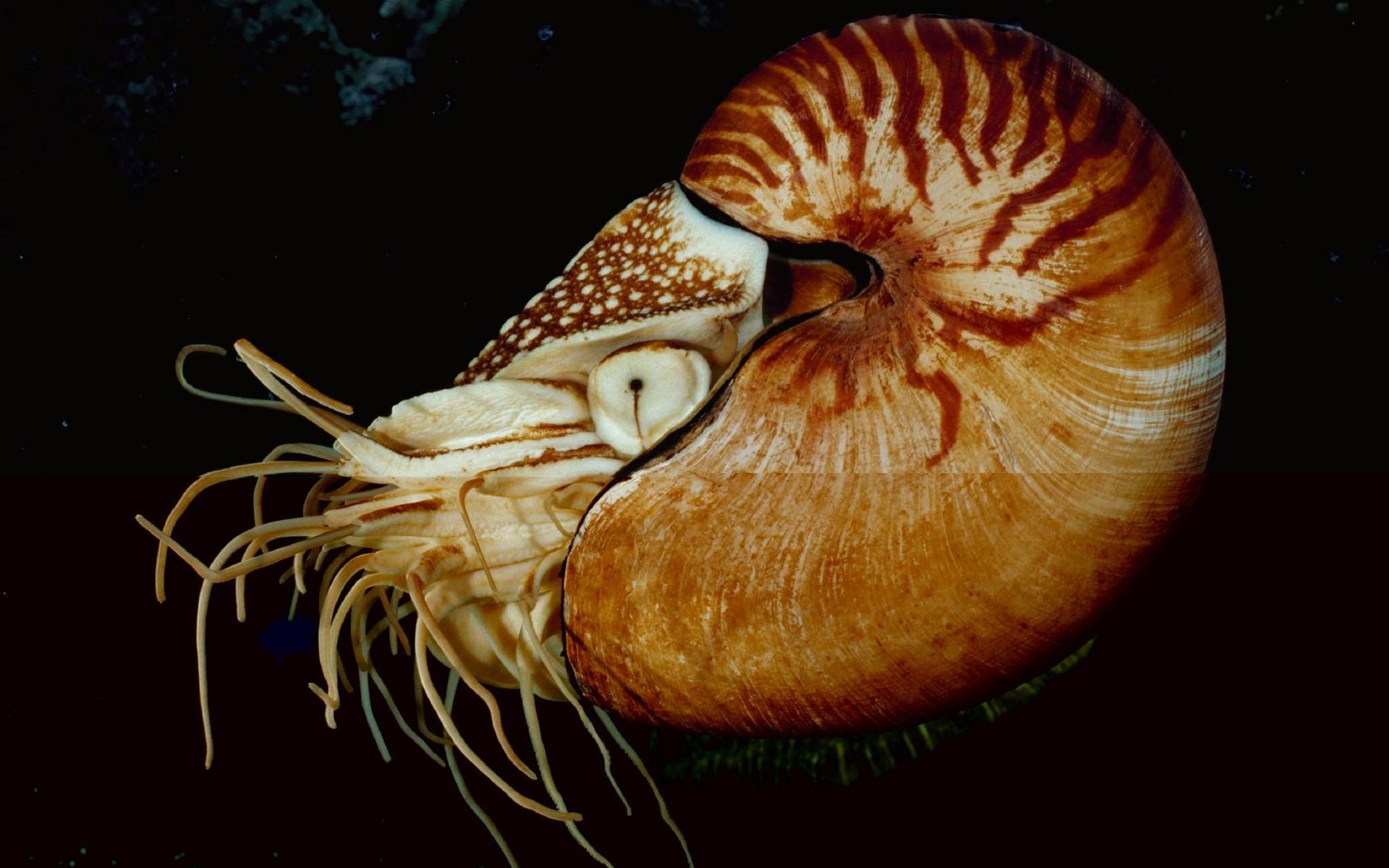 Cuttlefish Wallpaper Wallpoper