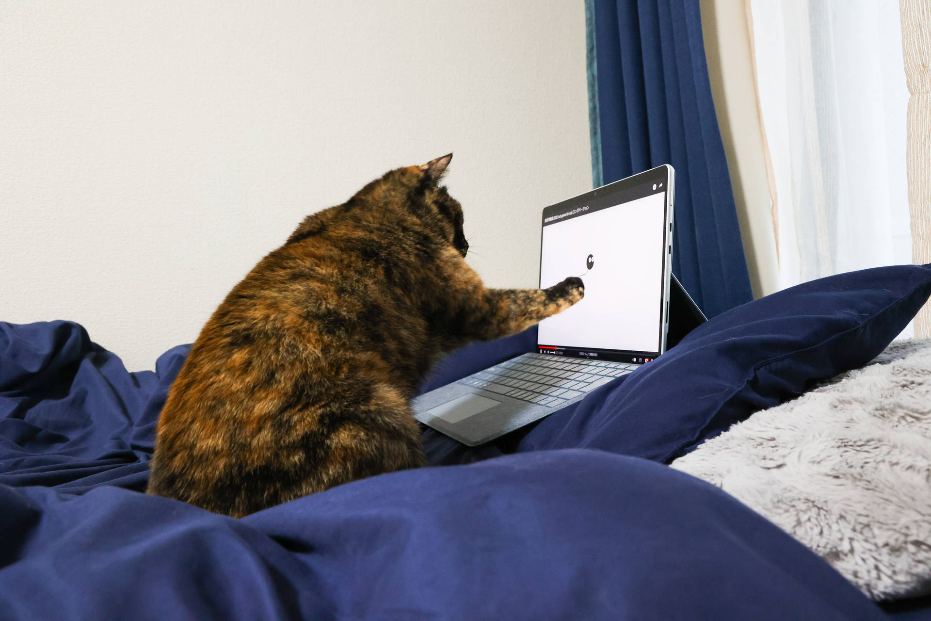 Cat Computer Wallpaper
