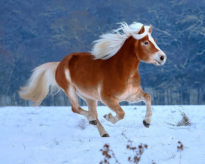 Snow Winter White Animals Horses Ponies Run Wallpaper