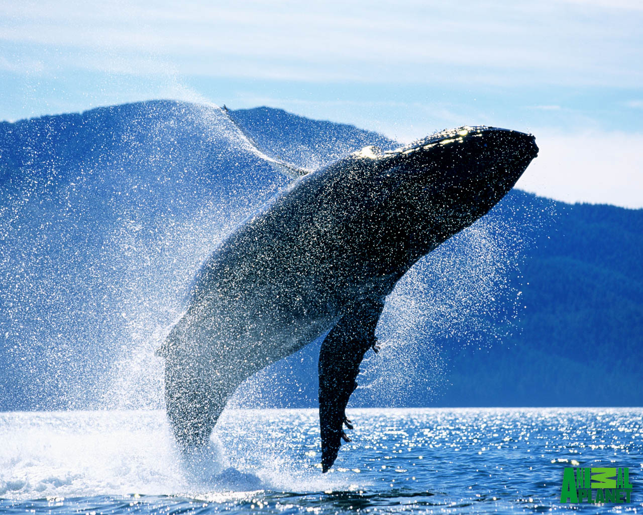 Whale Wallpaper