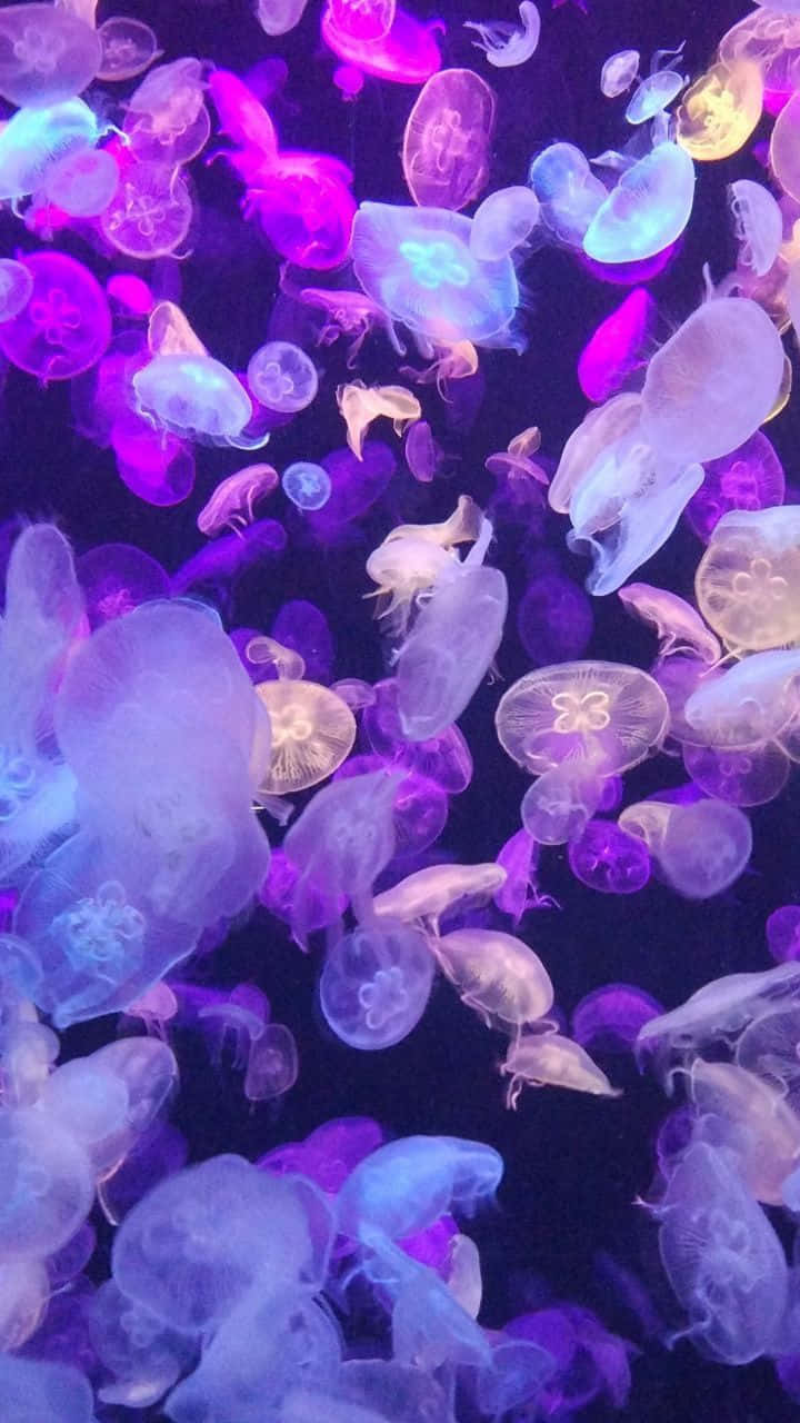 Aesthetic Animals Wallpaper