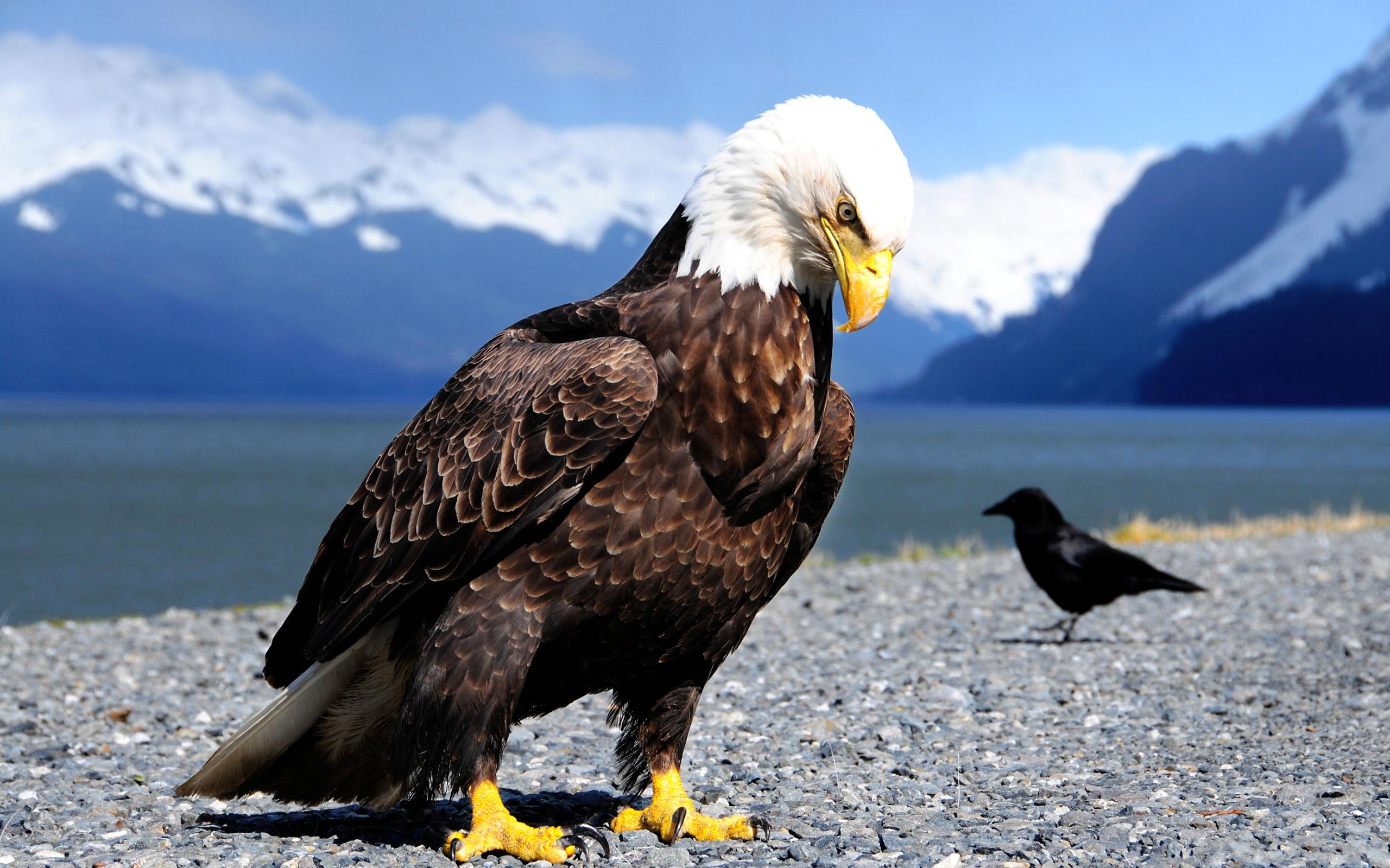 Bald Eagle Full HD Wallpaper and Background 2560x1600