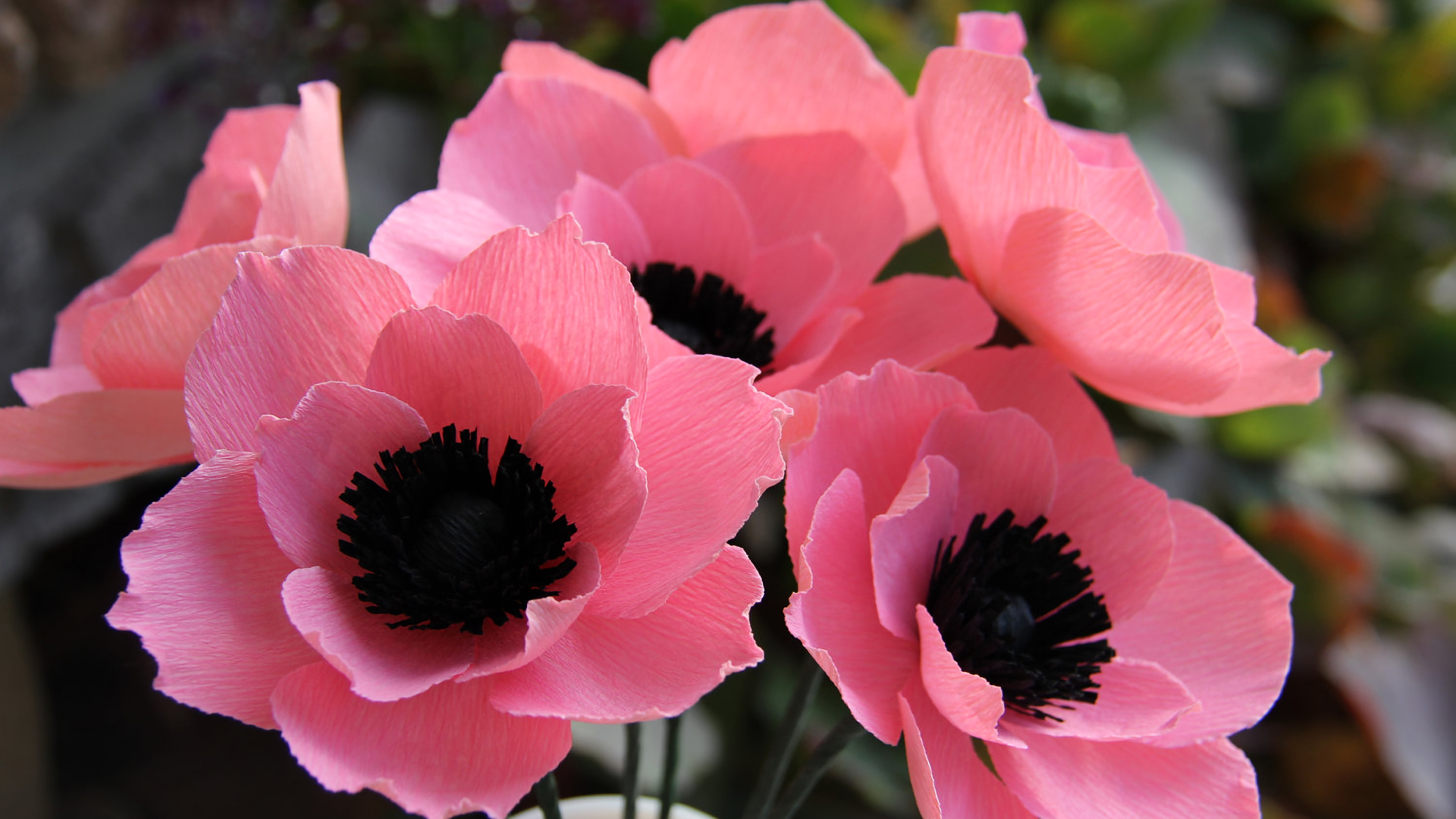 Closeup Of Pink Anemone Flowers Hd Wallpaper