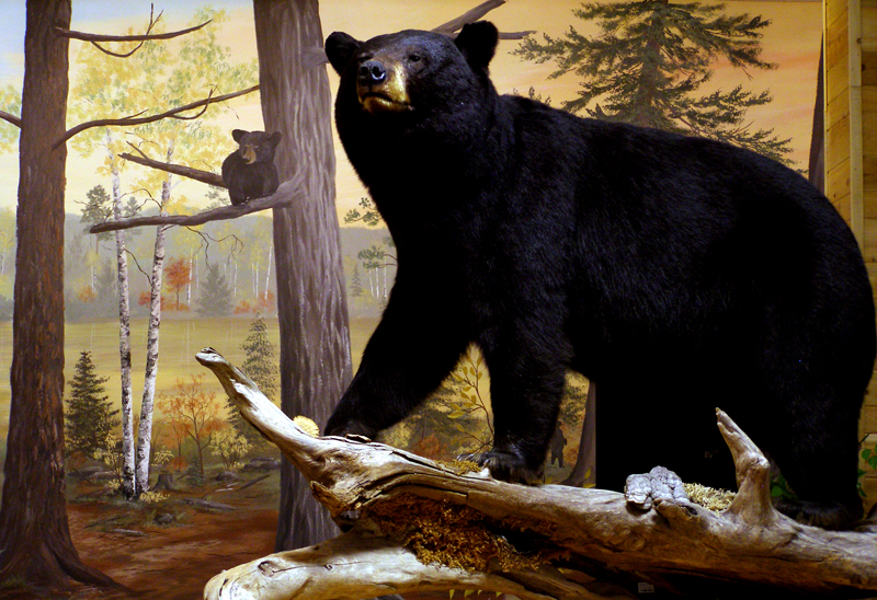 North American Bear Center The