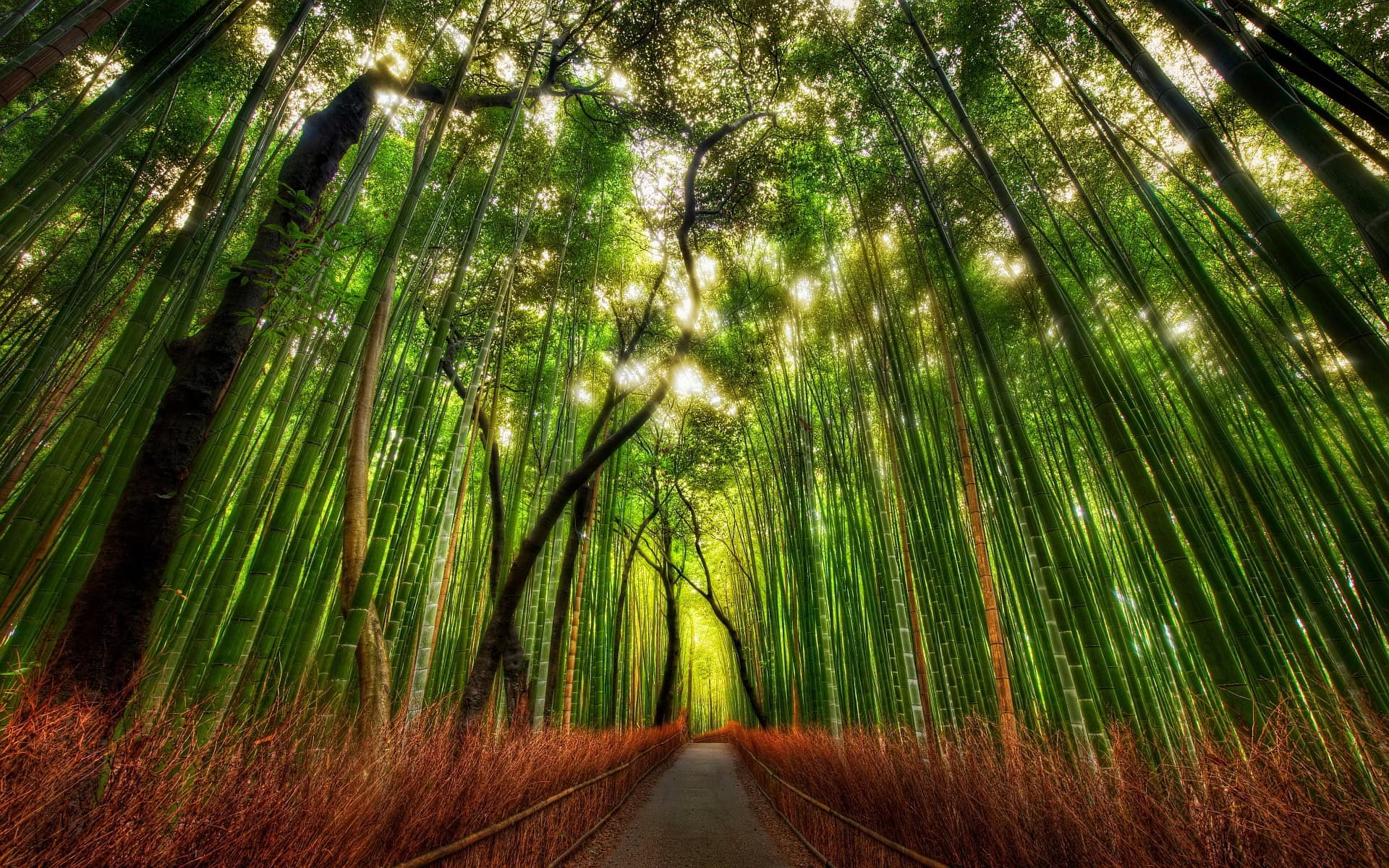 Desktop Bamboo HD Wallpaper