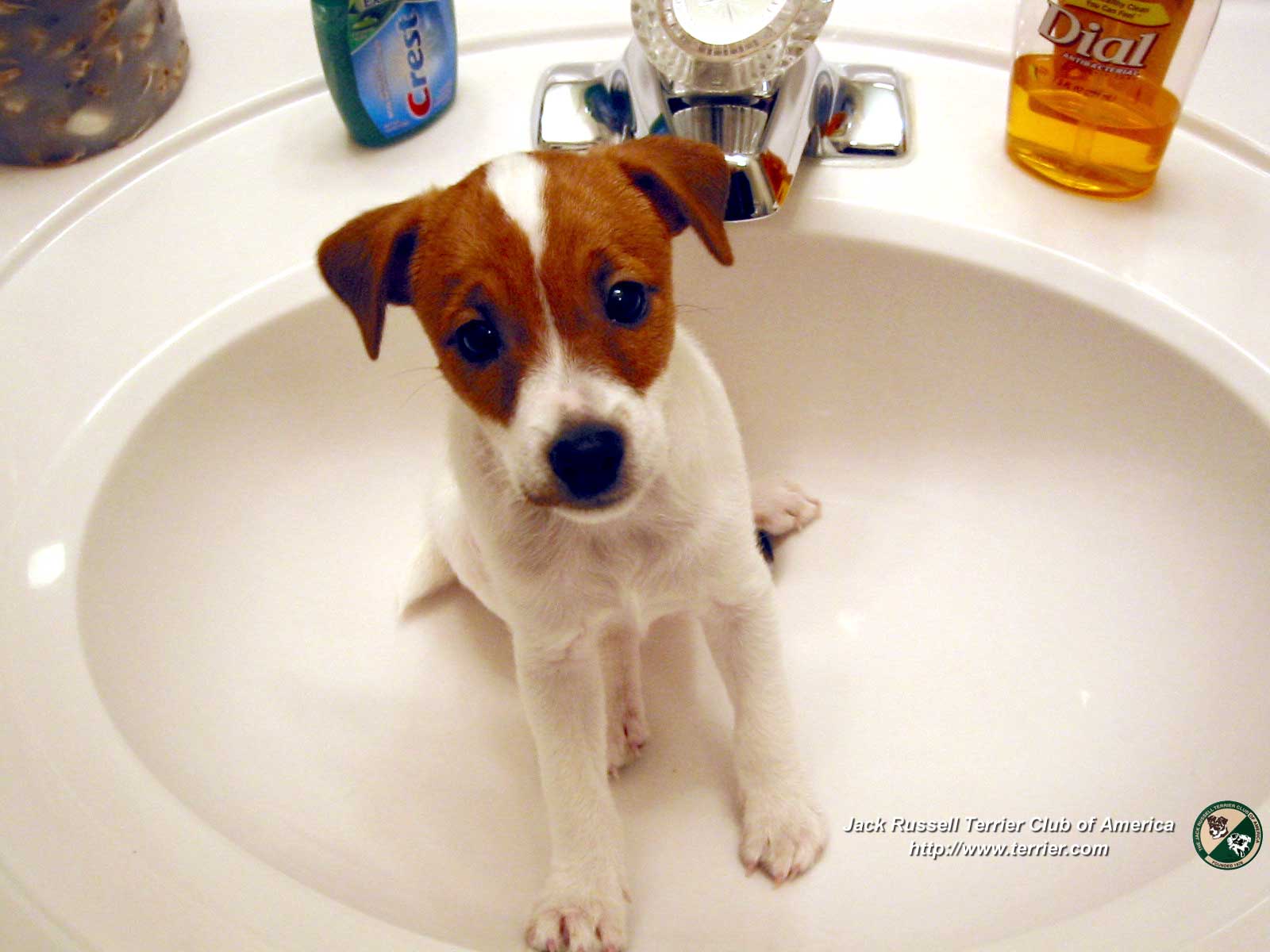 Jack Russell Terrier Jrtca Wallpaper