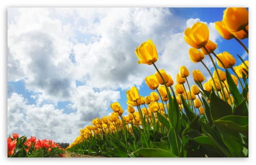 Spring HD Desktop Wallpaper Widescreen High Definition