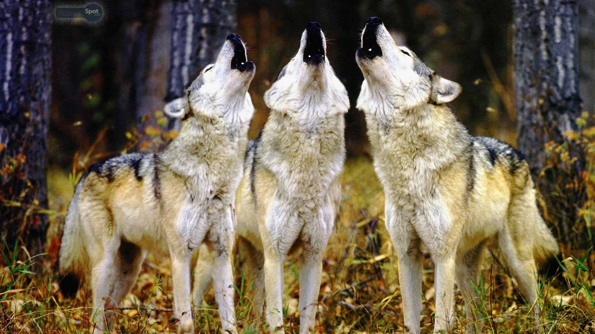 Pack Of Wolves Wallpaper Image