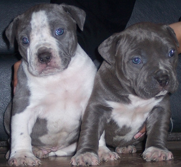 Cute Pit Bull Puppies Best Dog Pictures