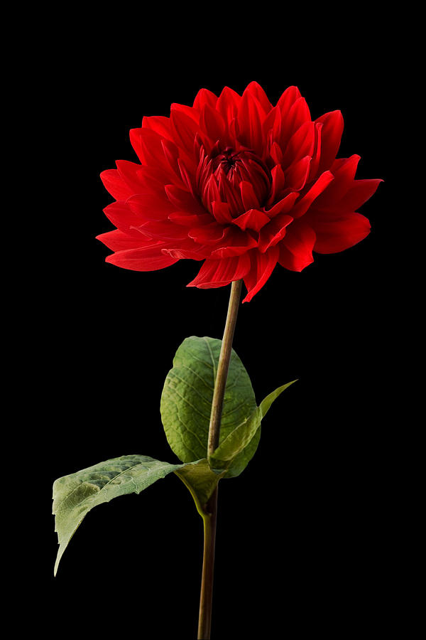 🔥 [54+] Red Flower Black Background | WallpaperSafari