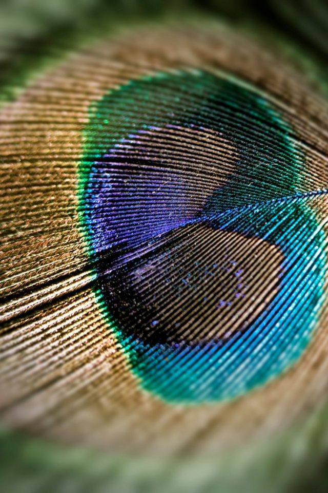 Background Peacock Feather From Category Animals Wallpaper For iPhone