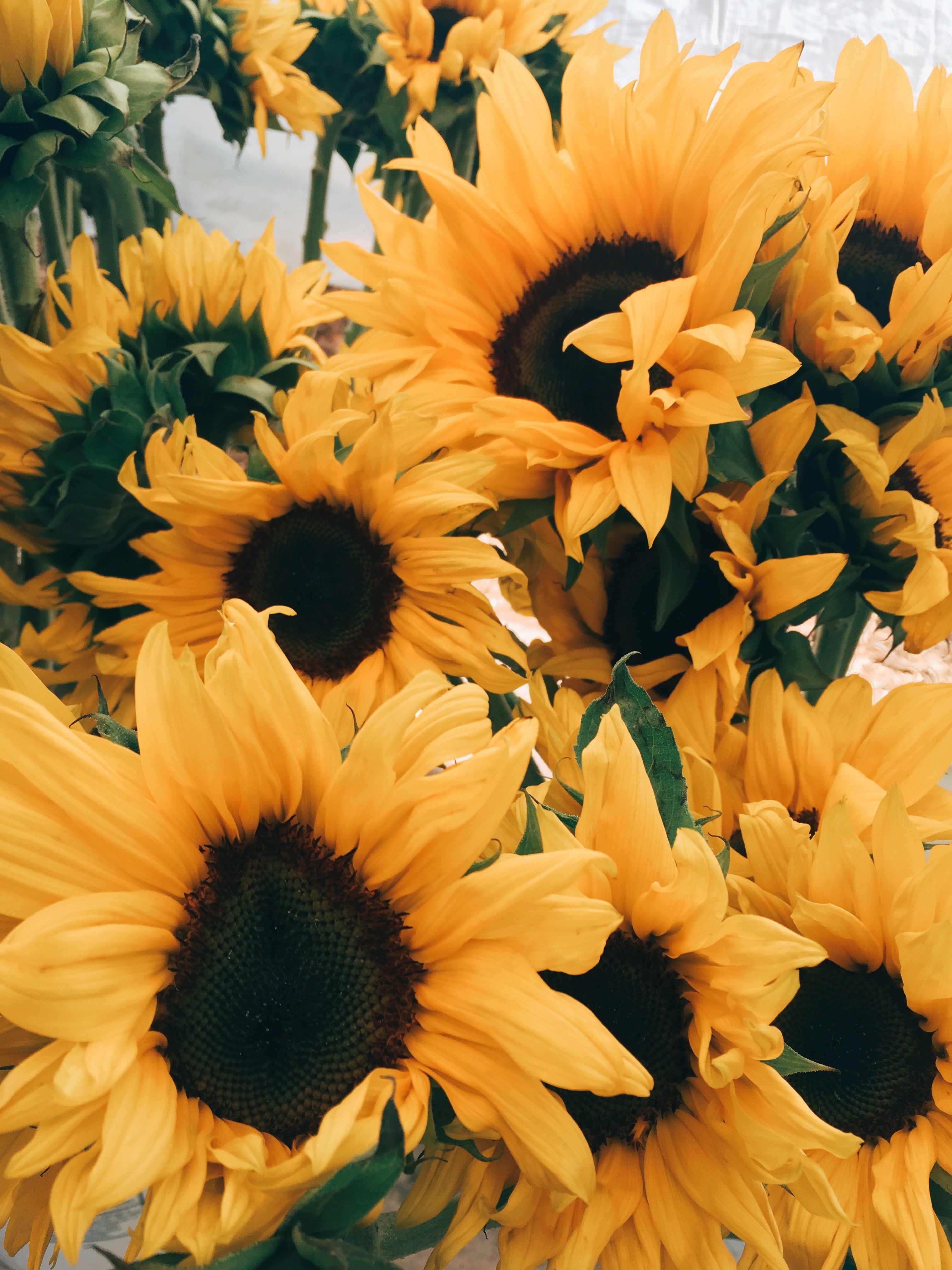 Cute Aesthetic Sunflower Wallpaper
