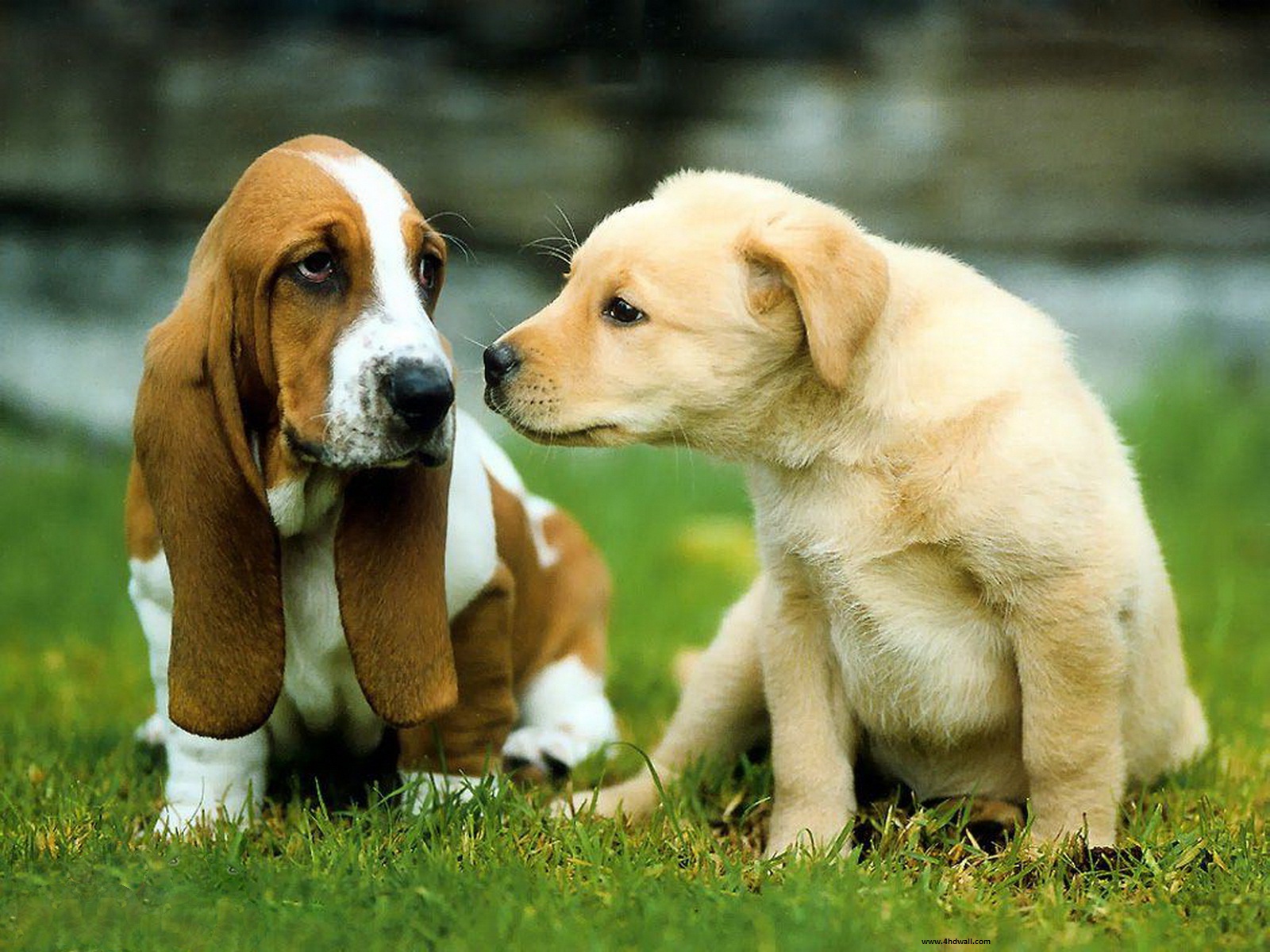 Dogs Wallpaper For Puter High Definition