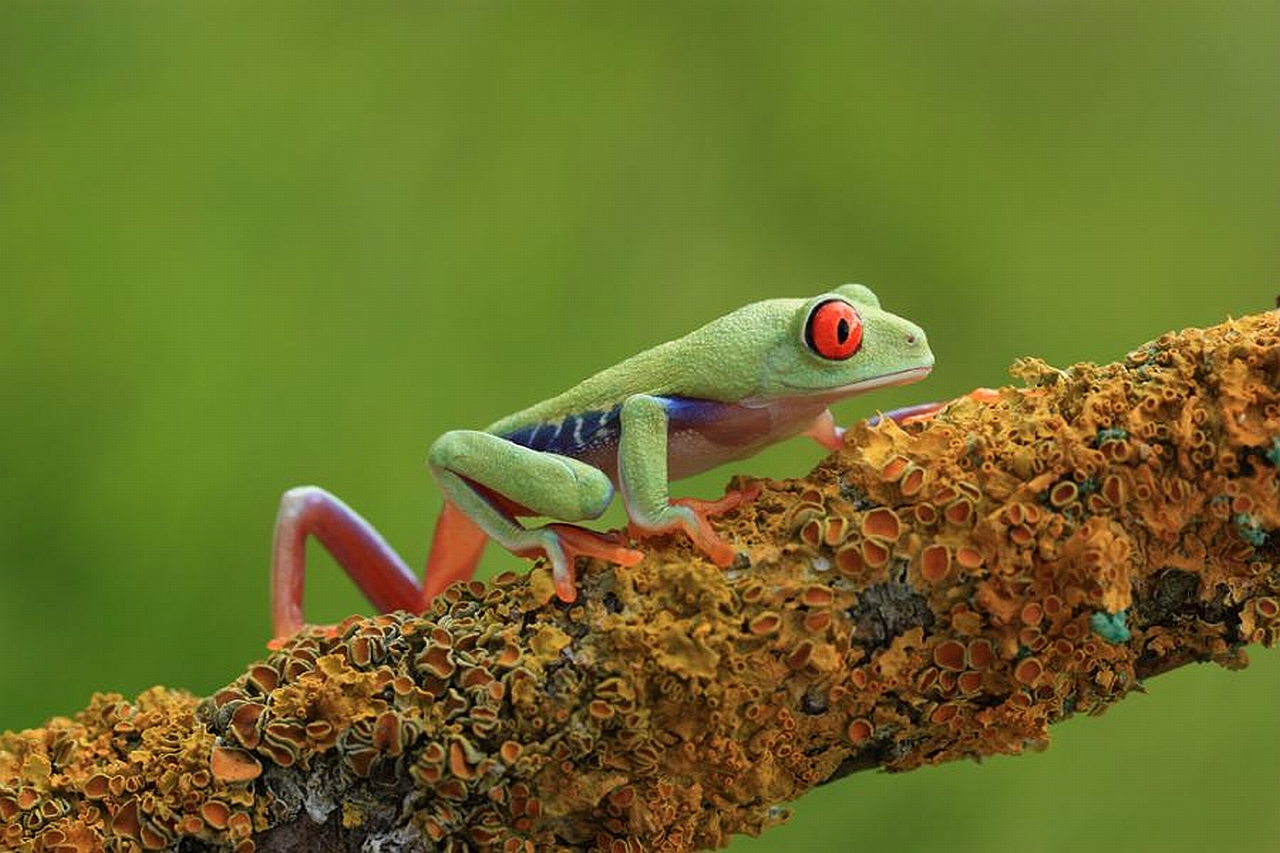 Frog Wallpaper Background