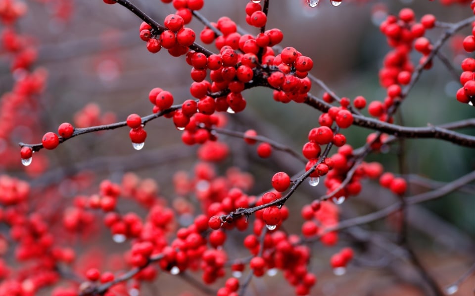 Red Berry Branch And Rain Drops Wallpapers   960x600   157658 960x600