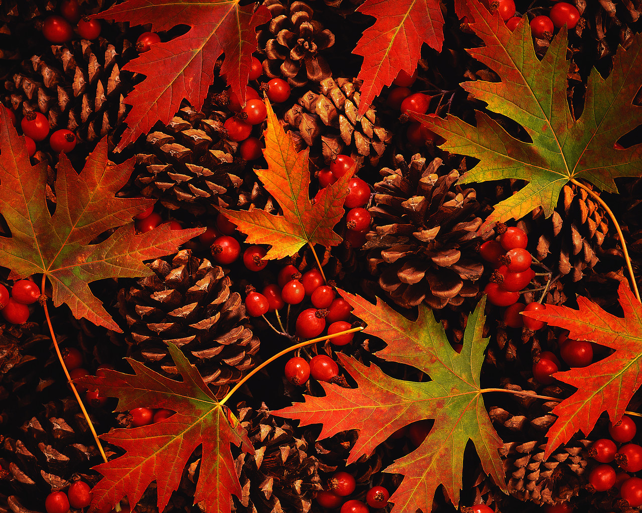 On Some Hot Cider And Enjoy The Colors Of Fall With Your Little One