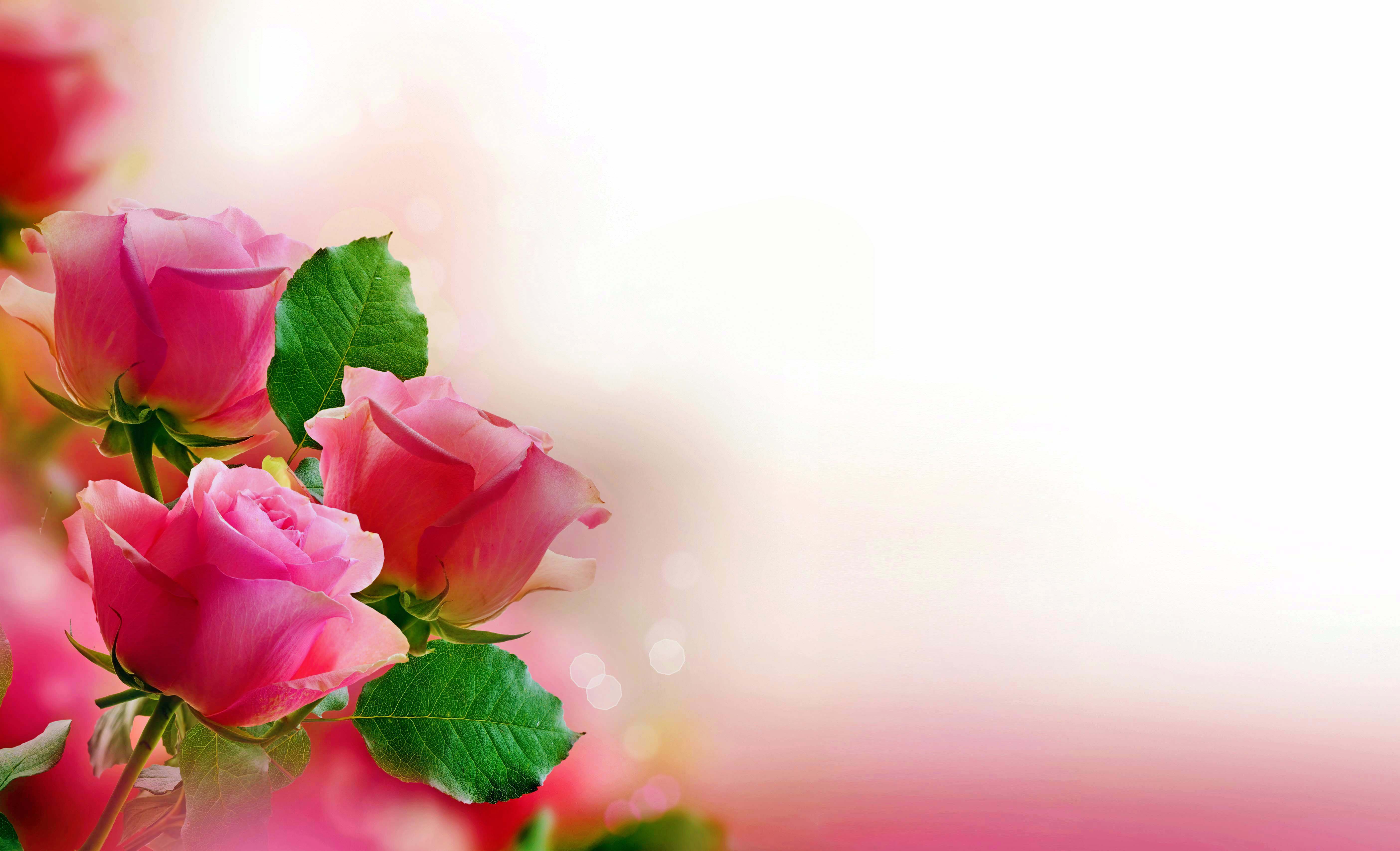 Pink Roses Pretty Wallpapers Images HD   MoreWallpaperscom