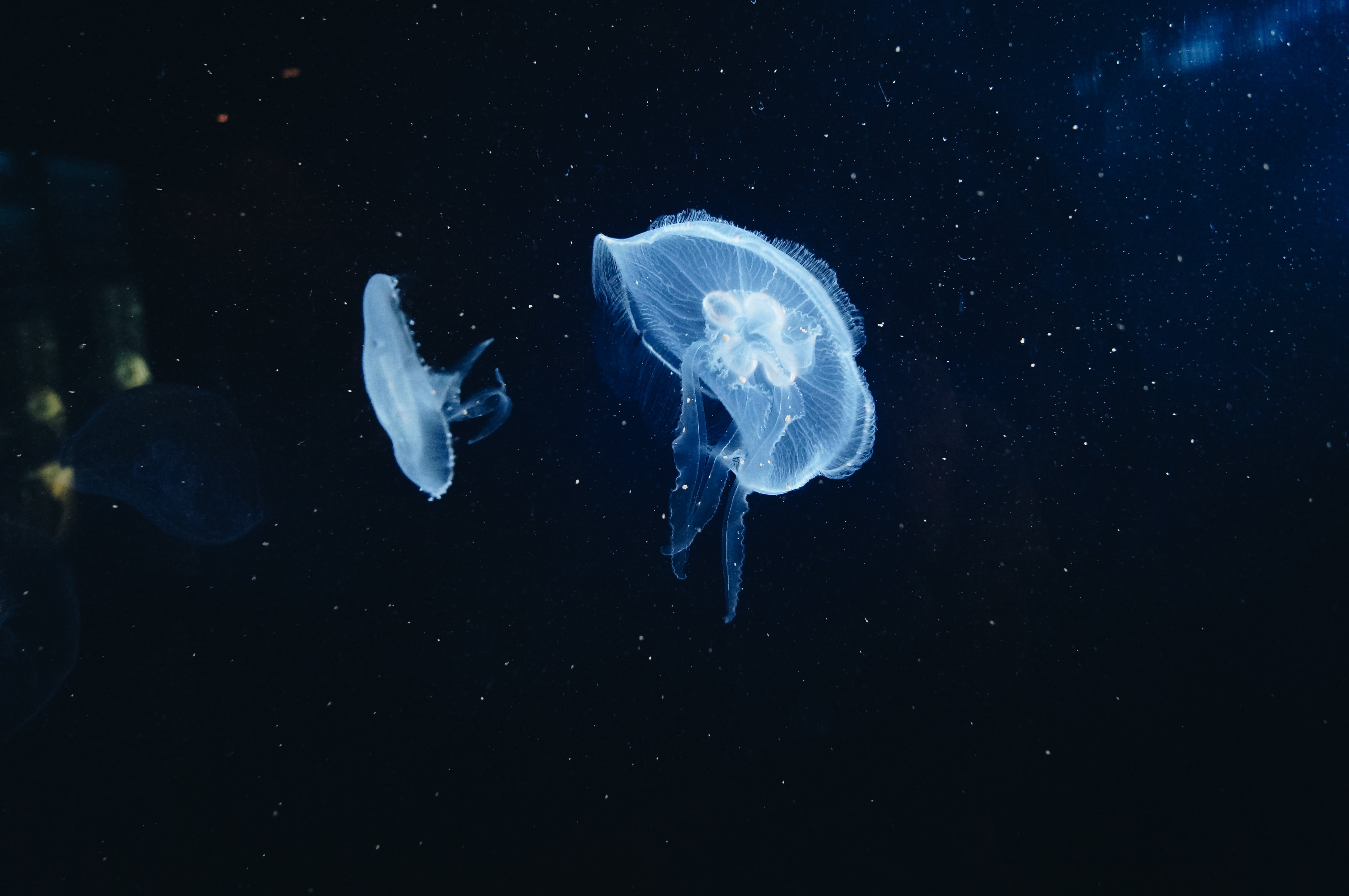 Two White Jellyfish Underwater World Tentacles HD