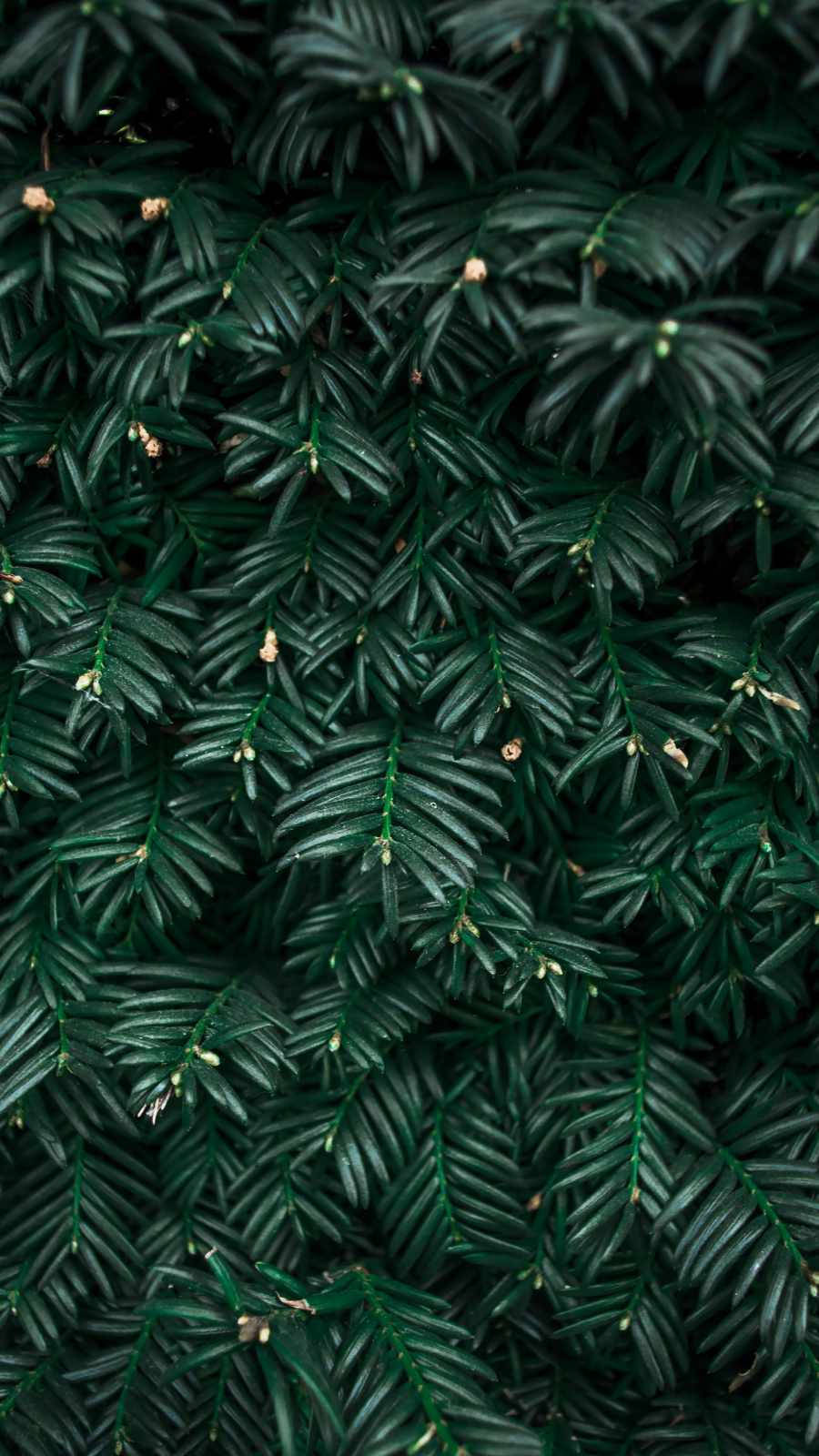 Plant iPhone Wallpaper