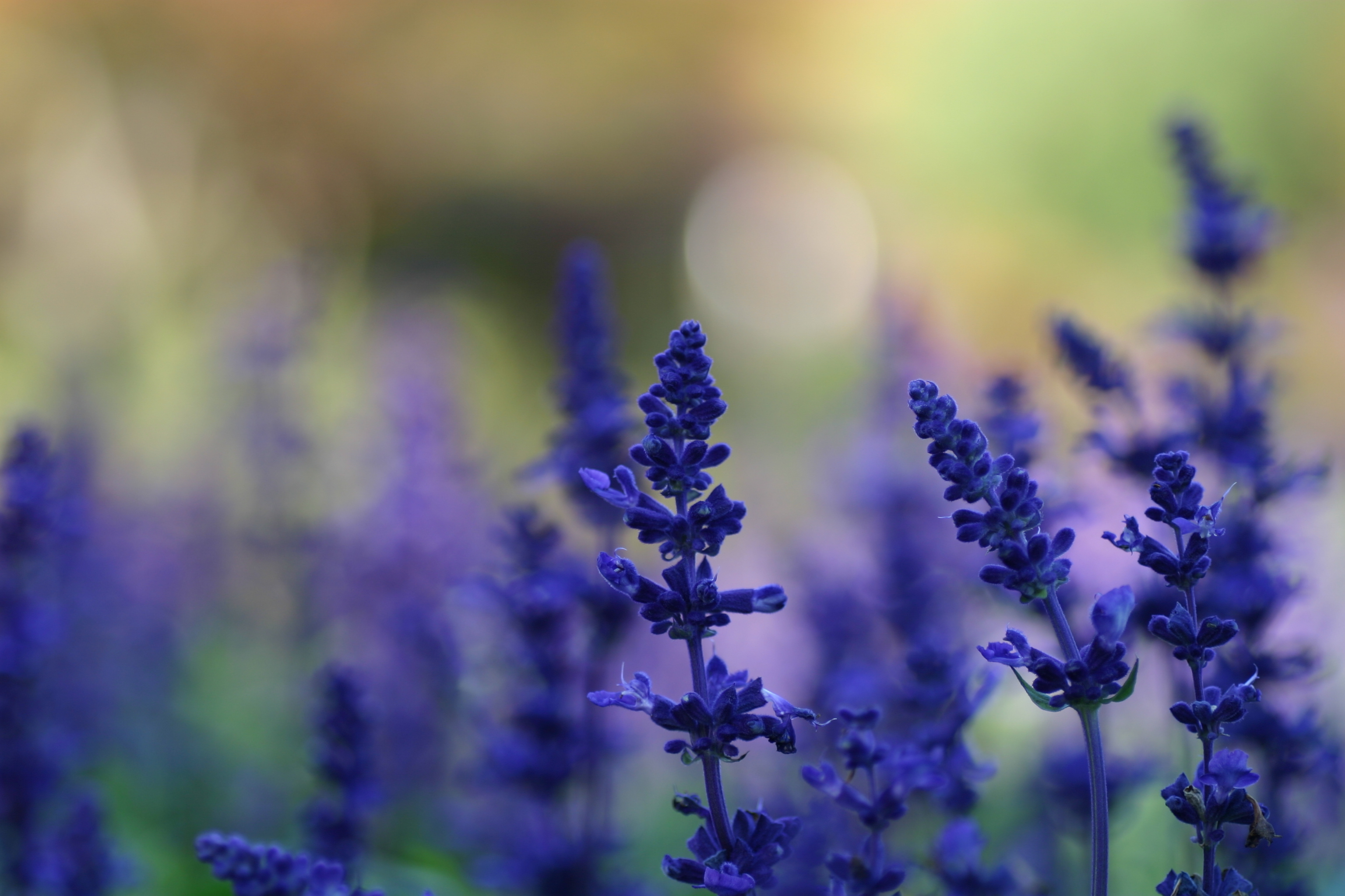 Flowers blue lavender plants meadow summer background blur