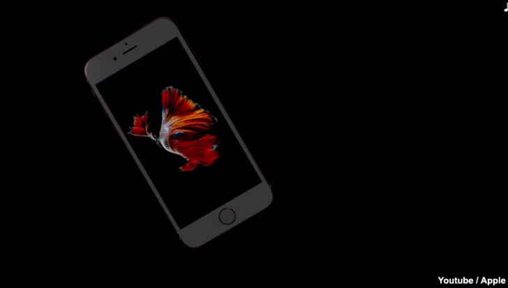 Siamese Fighting Fish Image In iPhone 6s Wallpaper Came From The