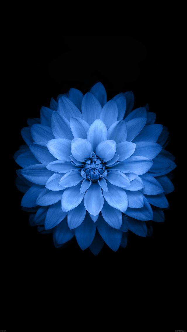 Blue Flower Wallpaper iPhone