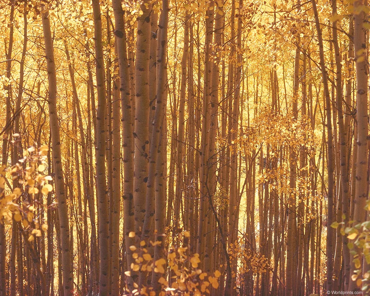 Aspen Forest Autumn Photography Desktop Wallpaper S
