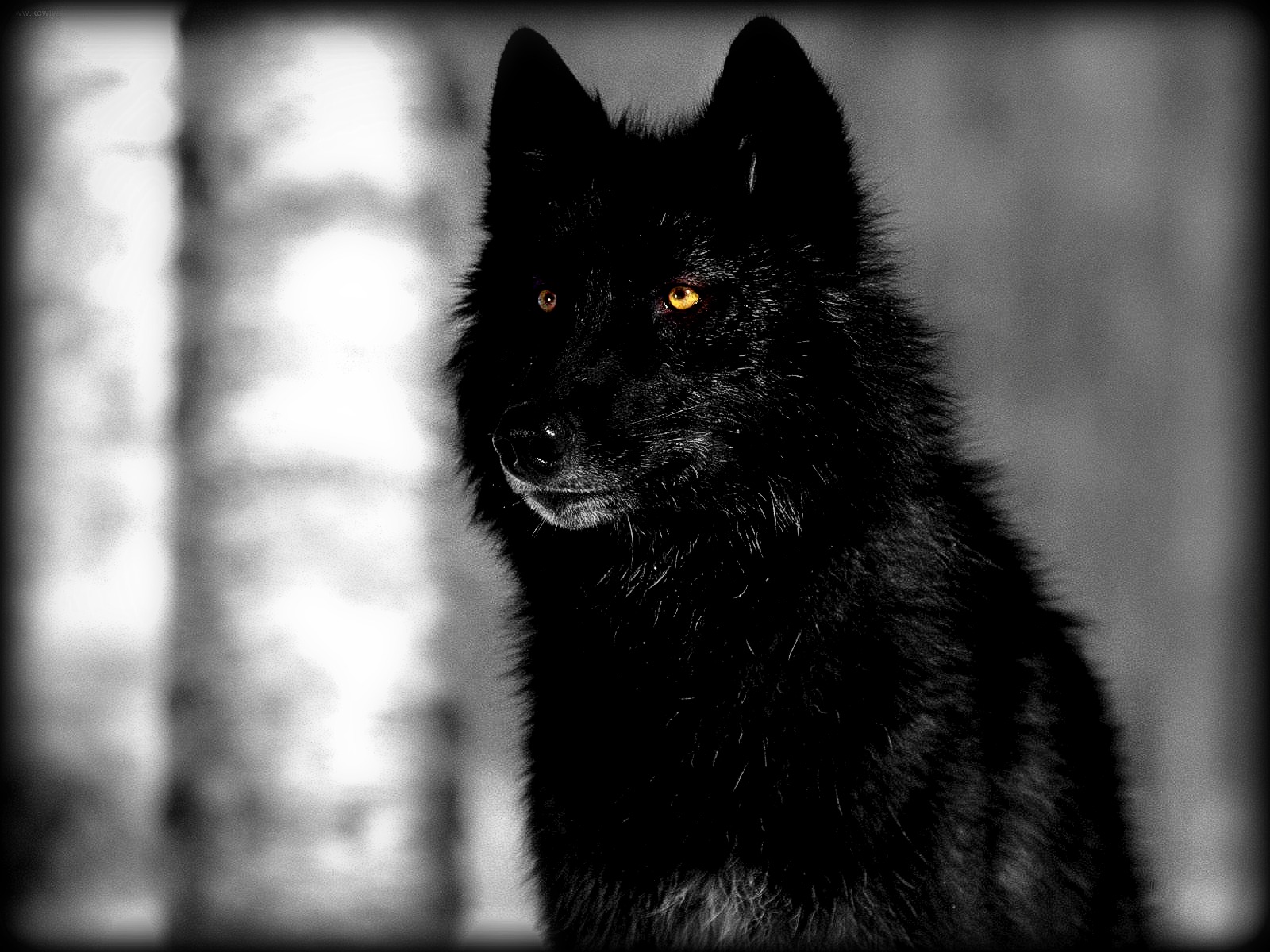  wolf 2013 black wolf 2013 black wolf 2013 black wolf 2013 black wolf