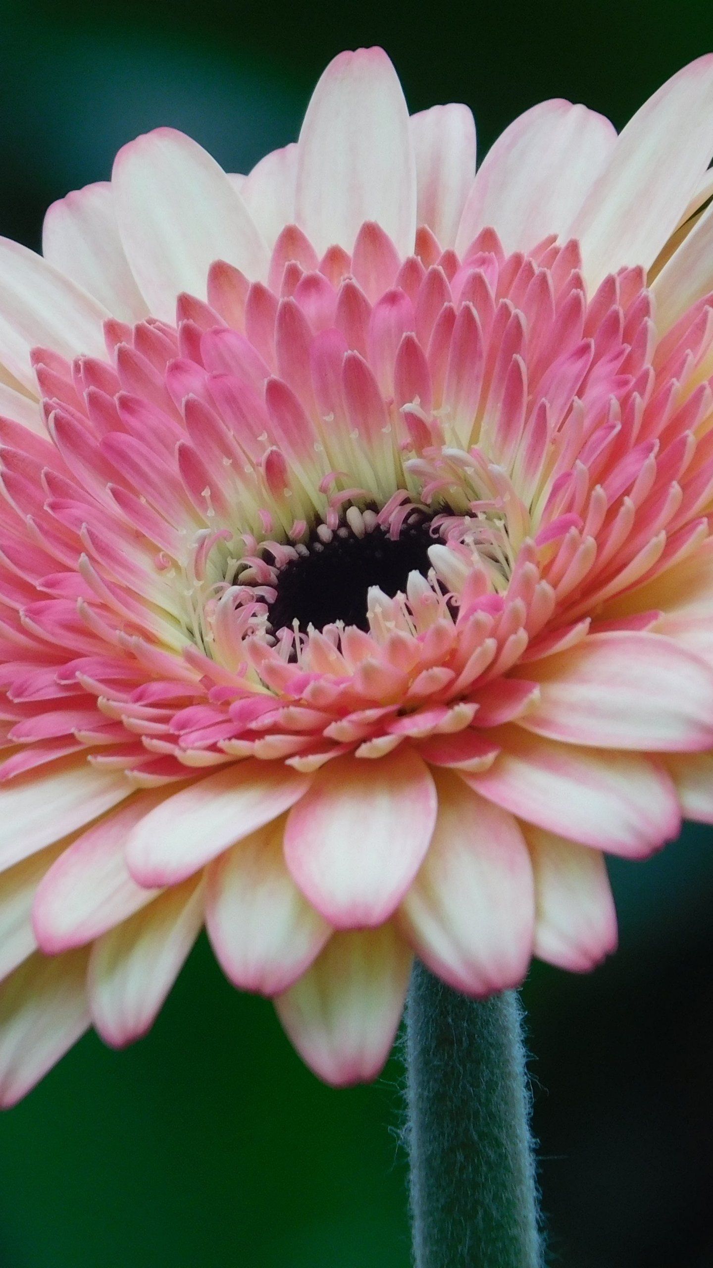 Pink Gerbera Daisy Flower Wallpaper   iPhone Android Desktop